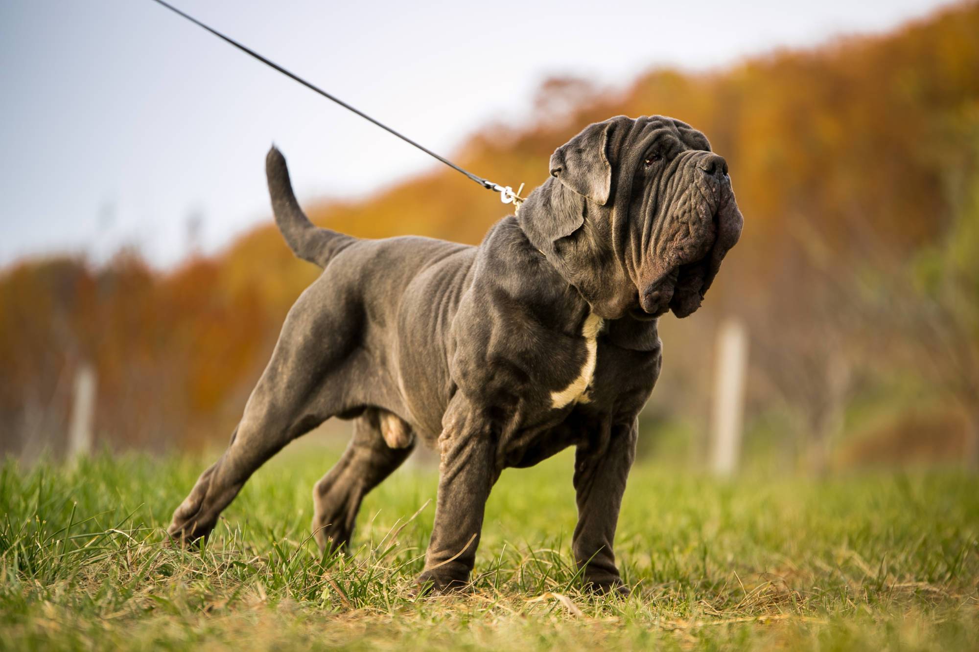 Топ-10 самых сильных собак в мире – pet-mir.ru