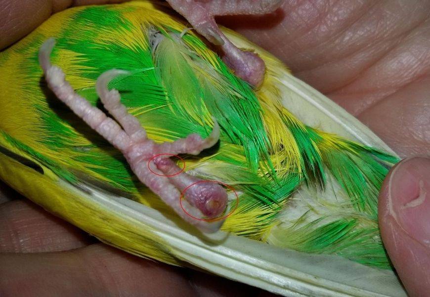 Почему волнистый попугай не летает: причины, решение проблемы