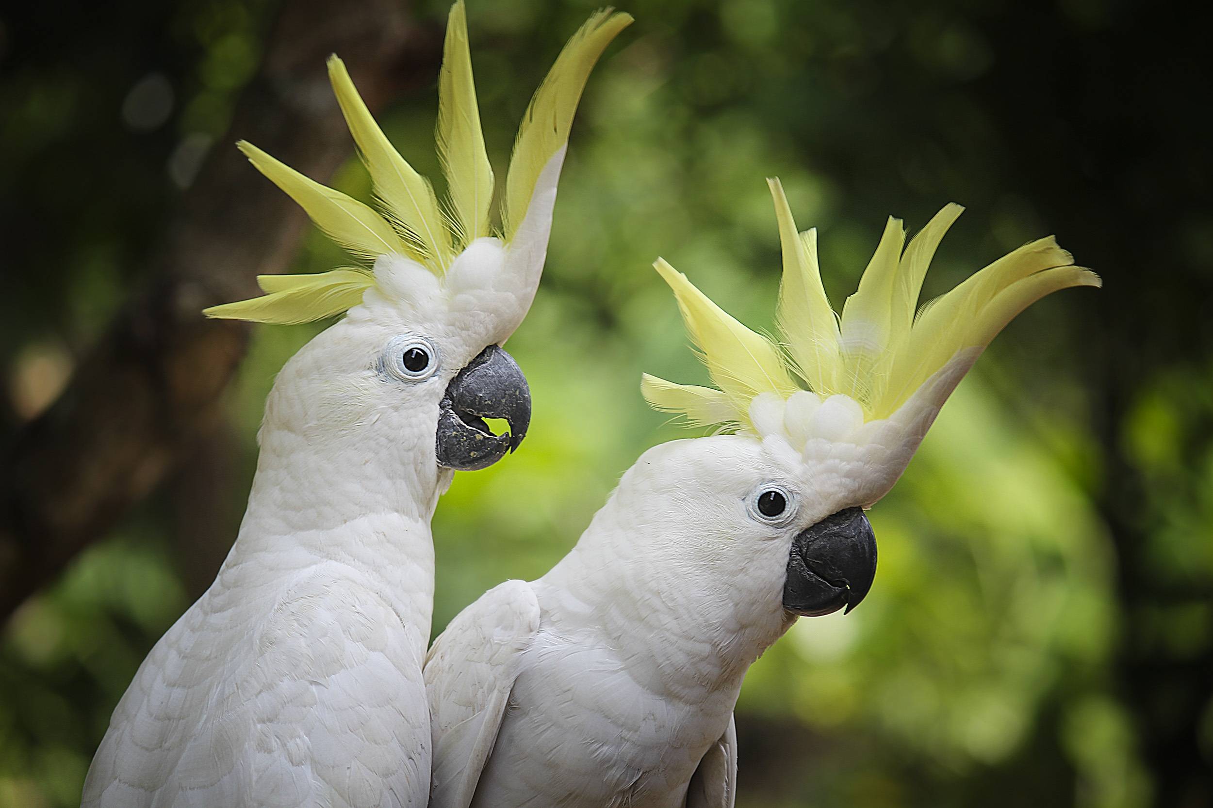 Сколько живут попугаи какаду в разных условиях