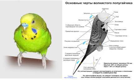 Как научить разговаривать волнистого попугая в домашних условиях: правила и рекомендации по обучению птицы