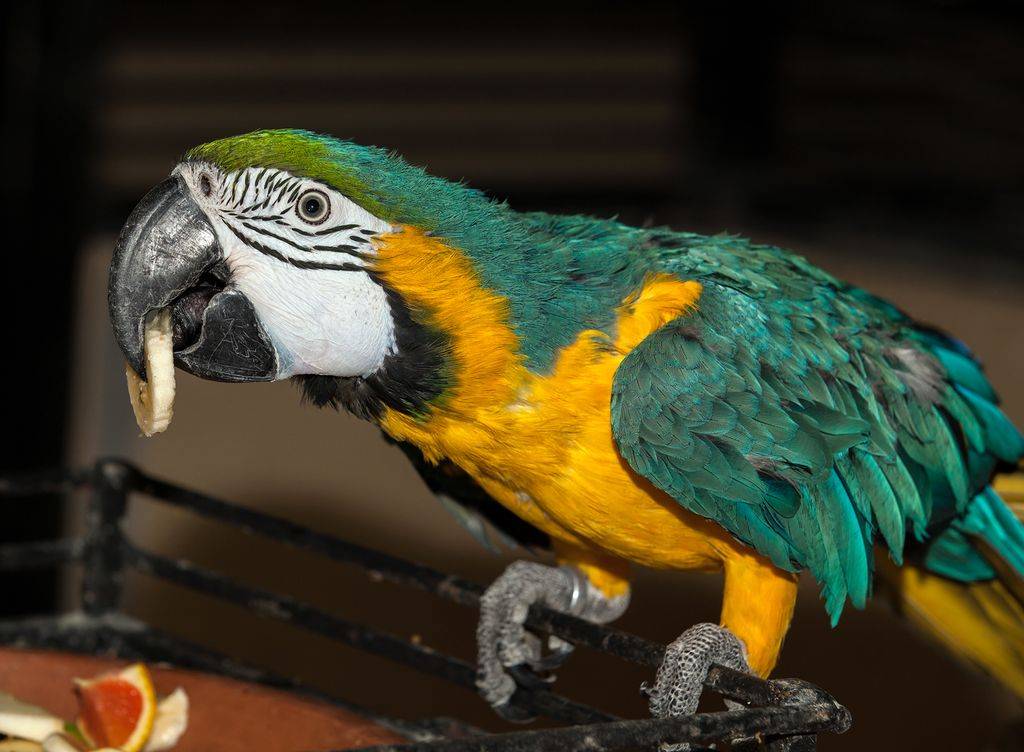 Сколько живет попугай ара в домашних условиях