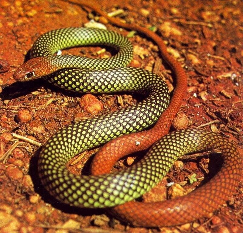 10 самых ядовитых змей: последствия укуса и места обитания