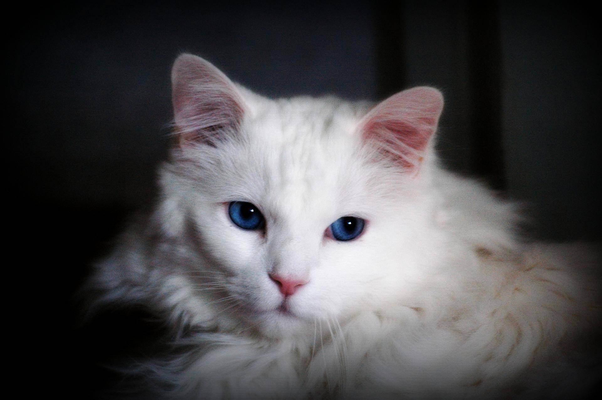 Турецкая ангора фото и описание ангорской кошки