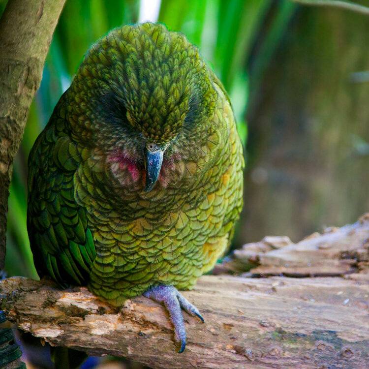 Новозеландский попугай кеа и его особенности