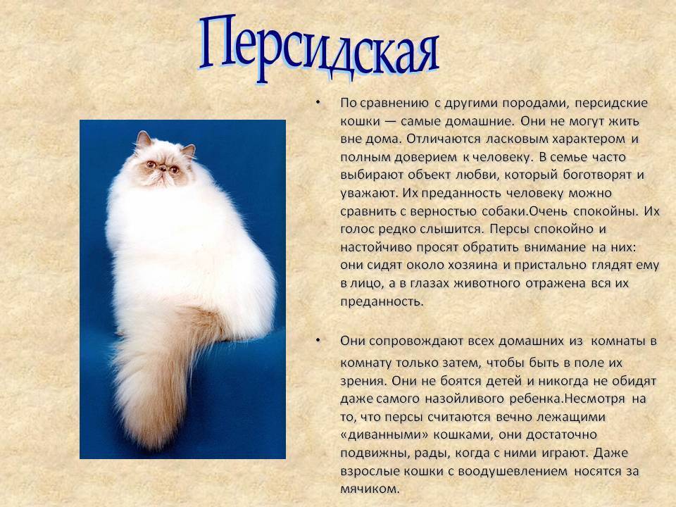 Персидская кошка: фото, описание породы, характер, здоровье, уход и содержание