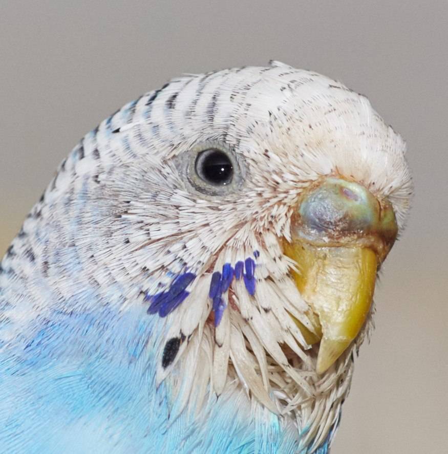 Паразиты у попугая (клещи, блохи, пухопероеды, глисты): симптомы, диагностика, обработка и лечение