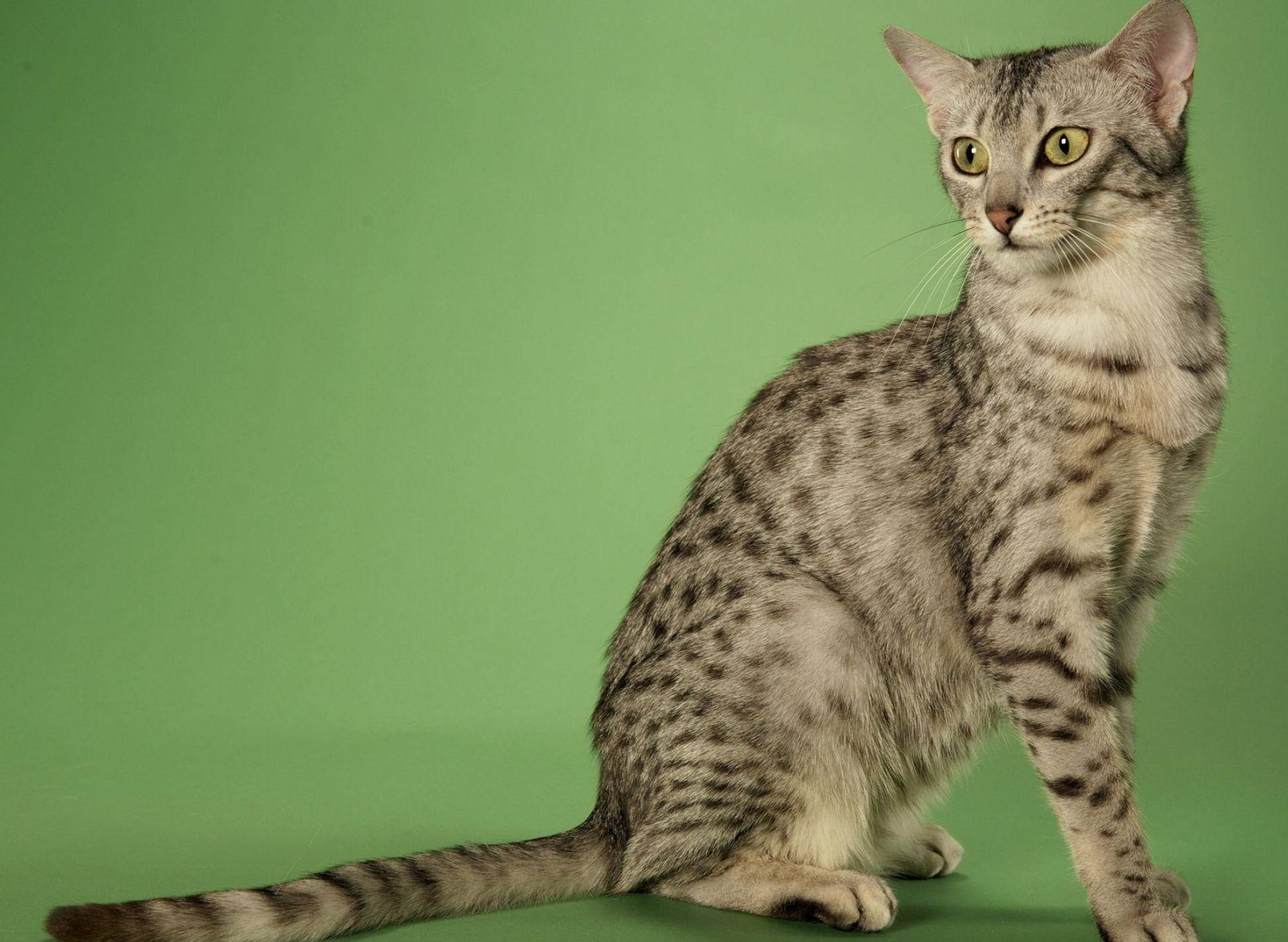 Египетская мау - 120 фото шикарного вида кошек, полный обзор!