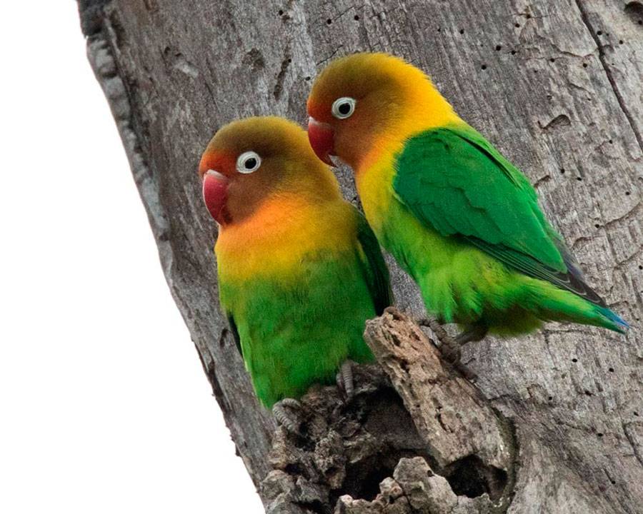 Может ли попугай неразлучник жить один или стоит подобрать ему пару?