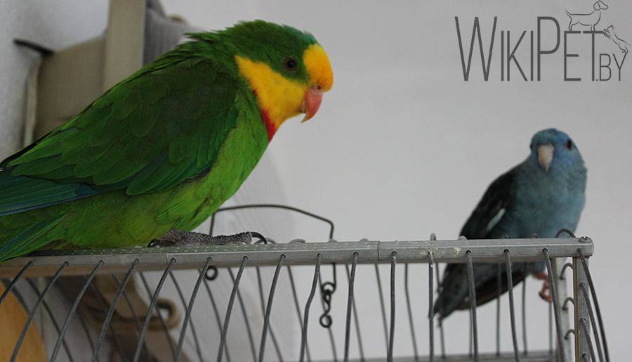Обзор видов попугаев: название, краткое описание и фото, определение вида
