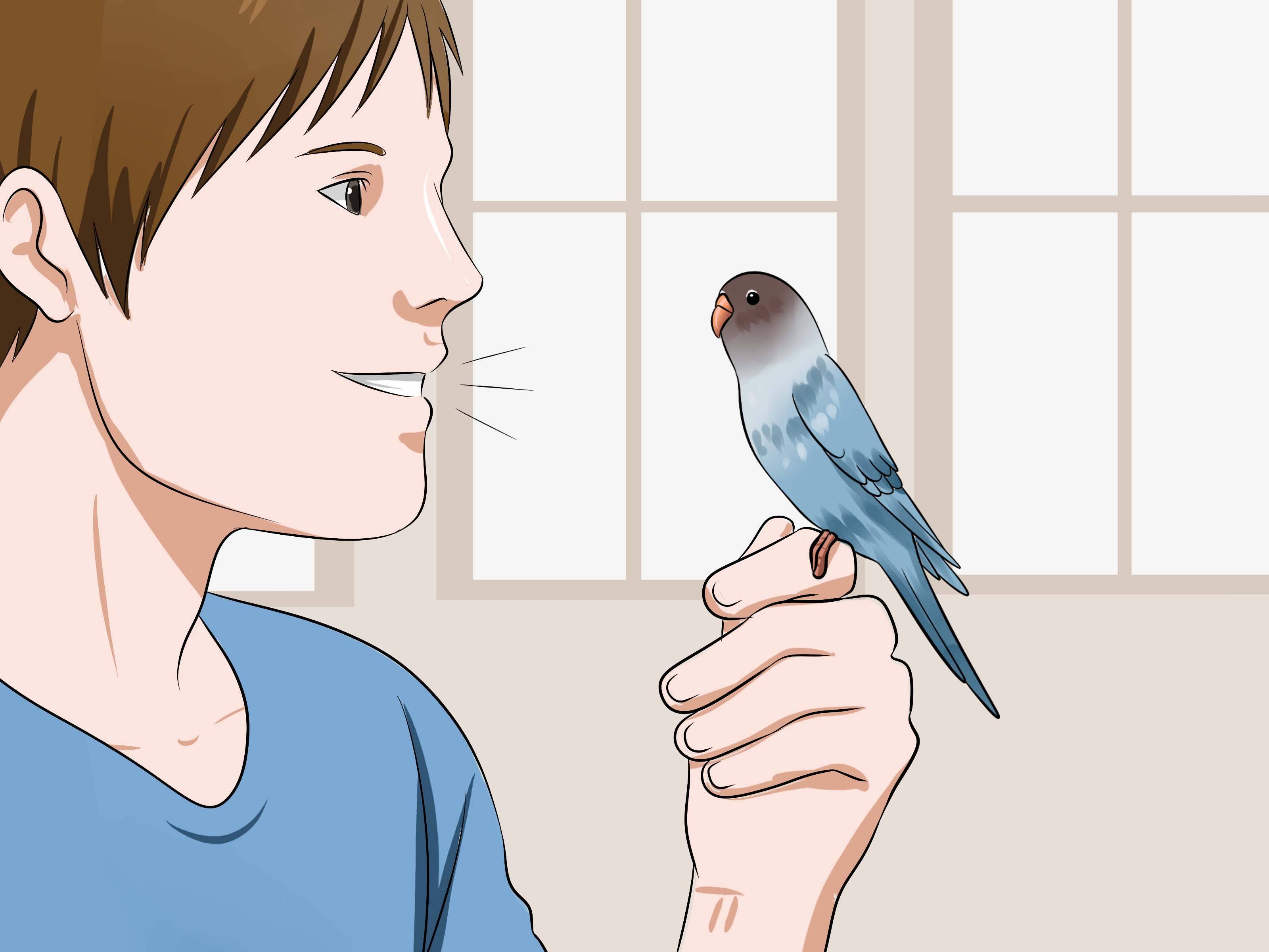 Как приручить попугая волнистого к рукам самый легкий способ