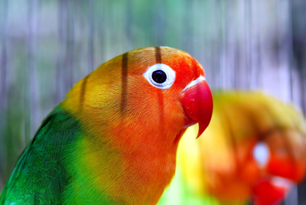 Хищные птицы. названия, описание, классификация и фото хищных птиц | животный мир