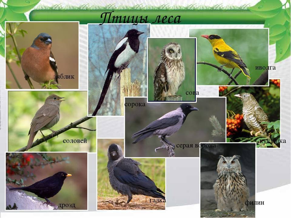 Птицы россии – список птиц, виды