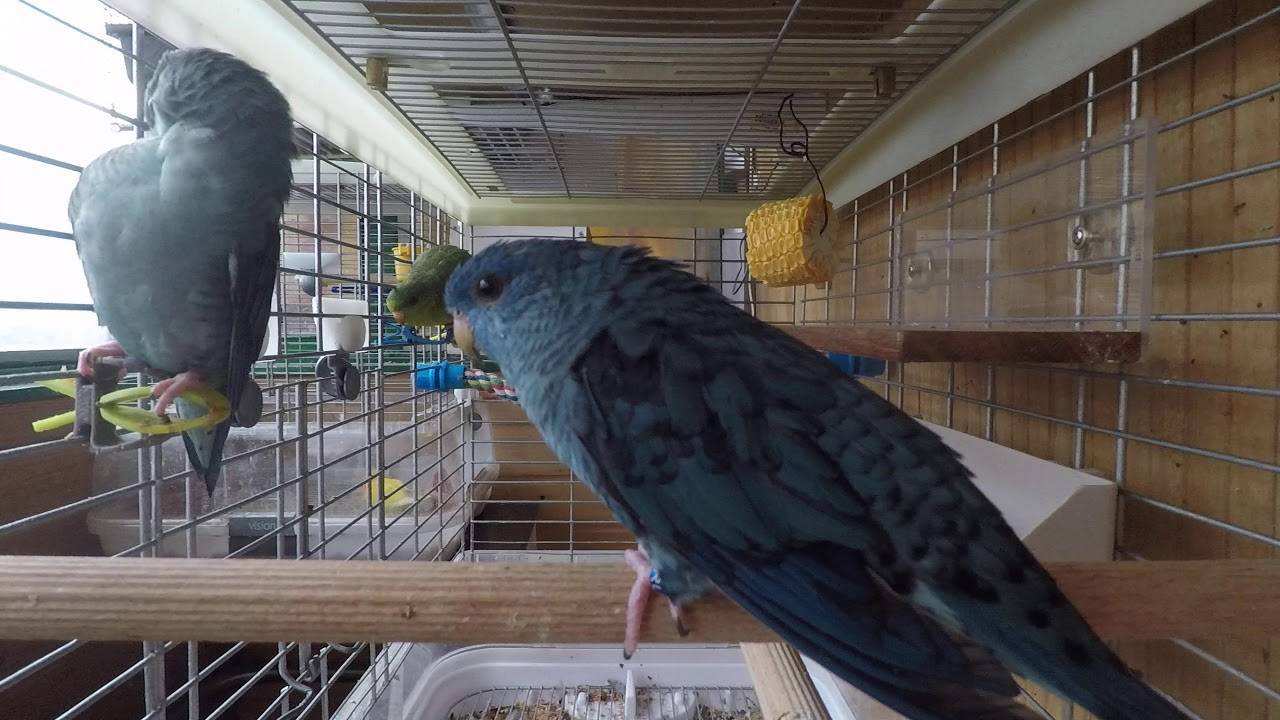 Толстоклювый попугай – описание и особенности содержания