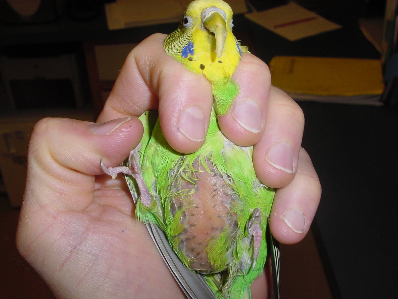 Болезни и лечение попугаев