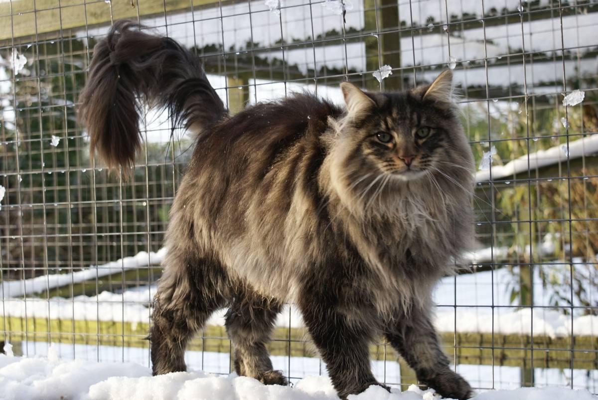 Норвежская лесная кошка: история выведения породы, характер, поведение, здоровье, уход, питание, вязка