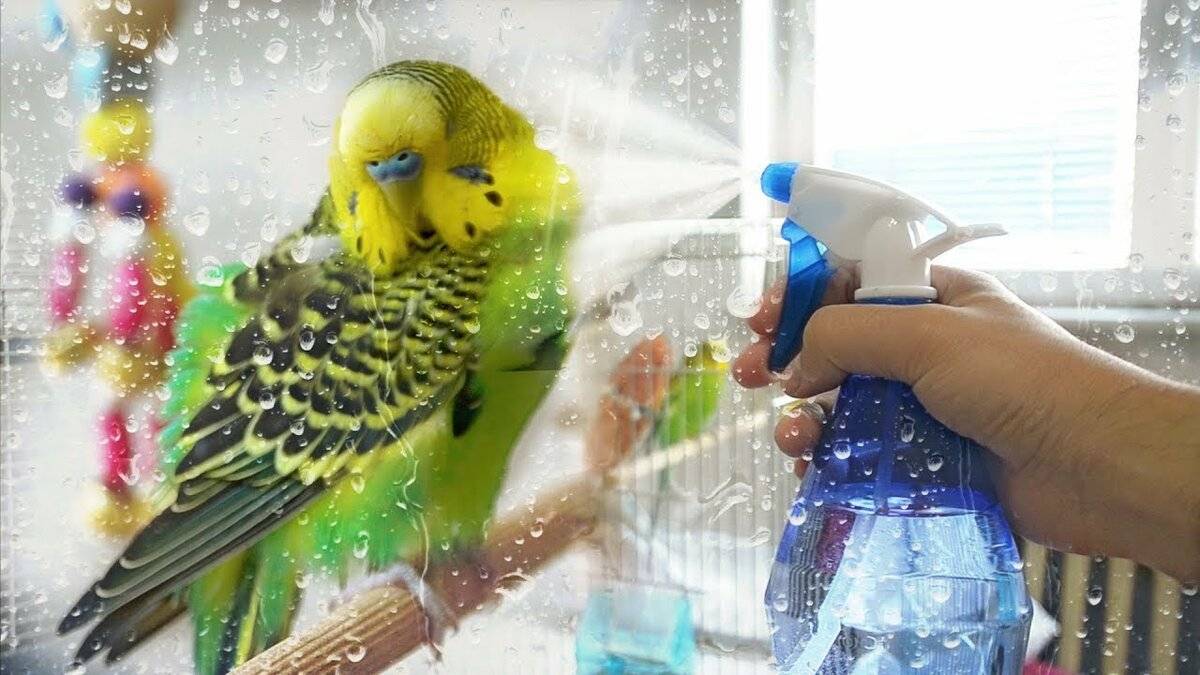 Как приучить волнистых попугаев купаться в домашних условиях