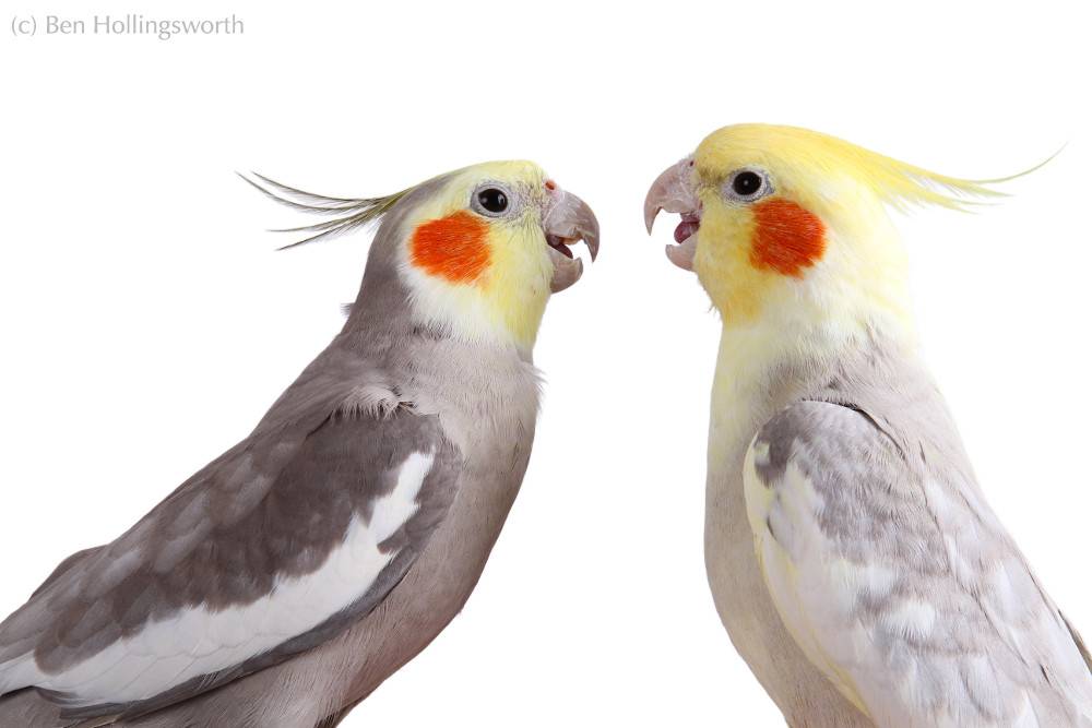488+ имен для попугаев мальчиков: как красиво назвать попугая самца мальчика