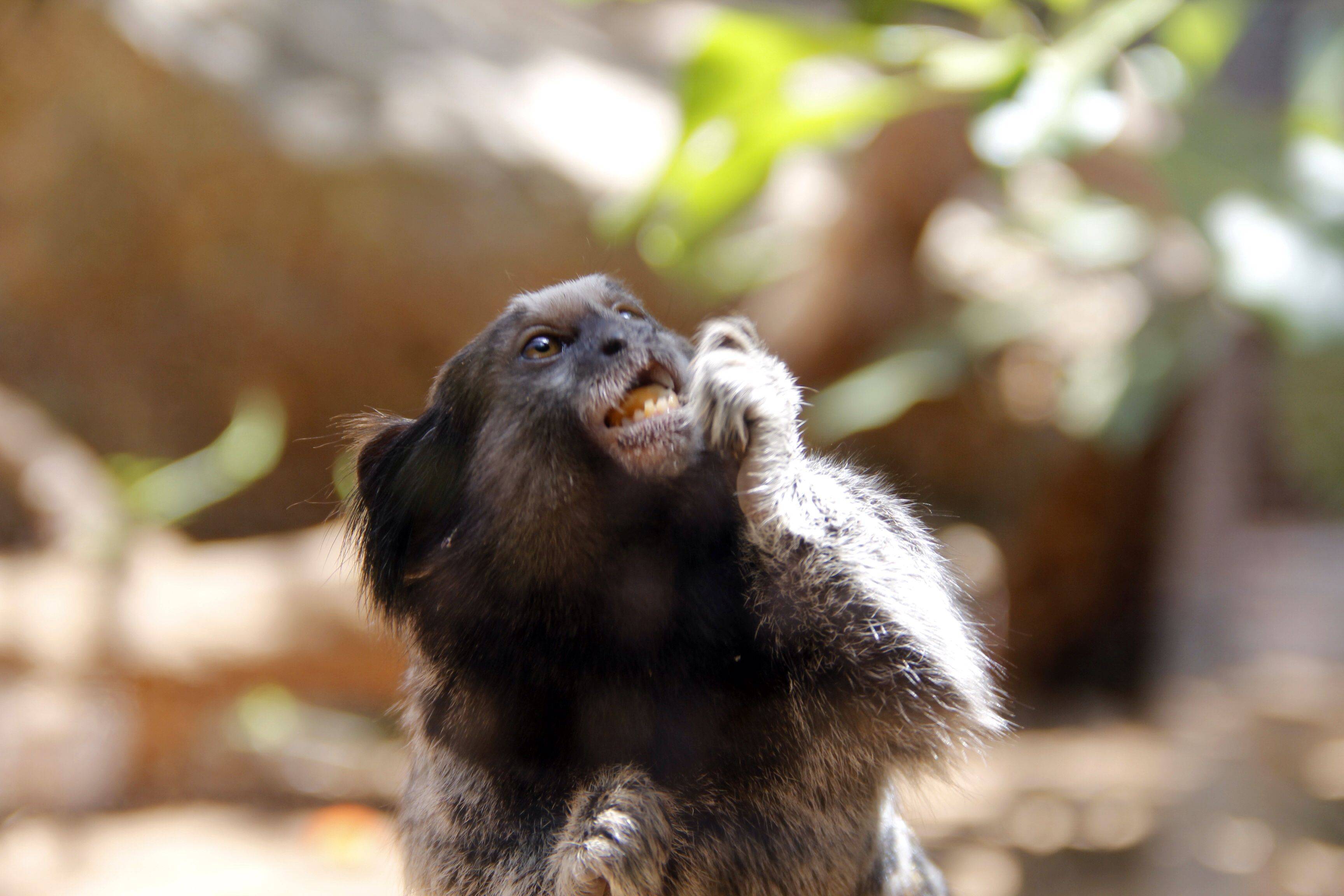 Мармозетка: описание и основные отличительные черты маленькой обезьянки