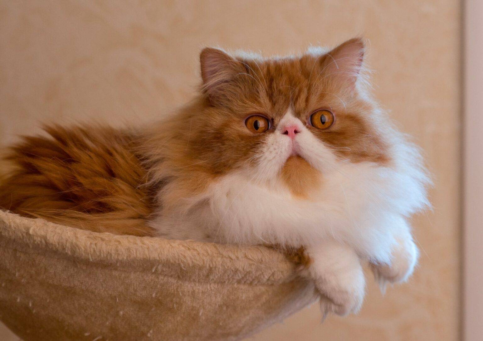 Персидская порода кошек: фото, характер, окрасы, описание стандартов, таблица веса, сколько живут?