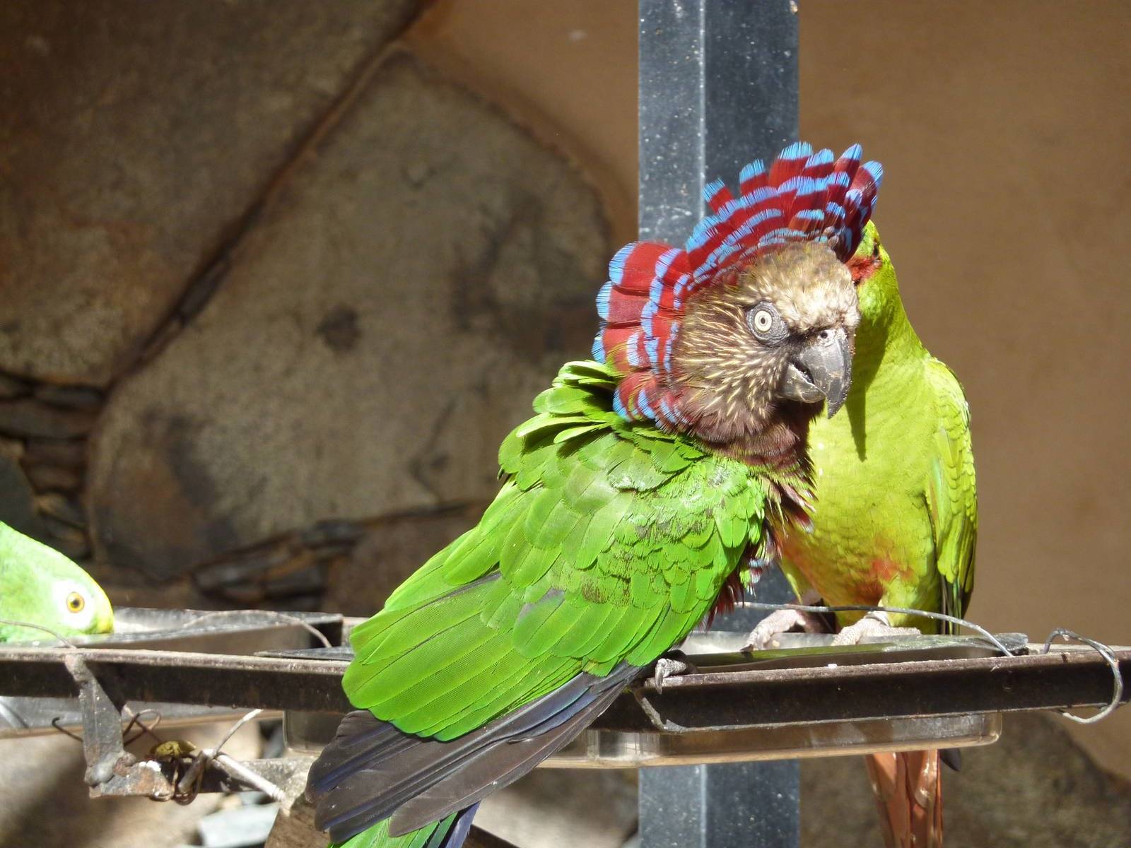 Певчий попугай: описание, виды, содержание в домашних условиях
