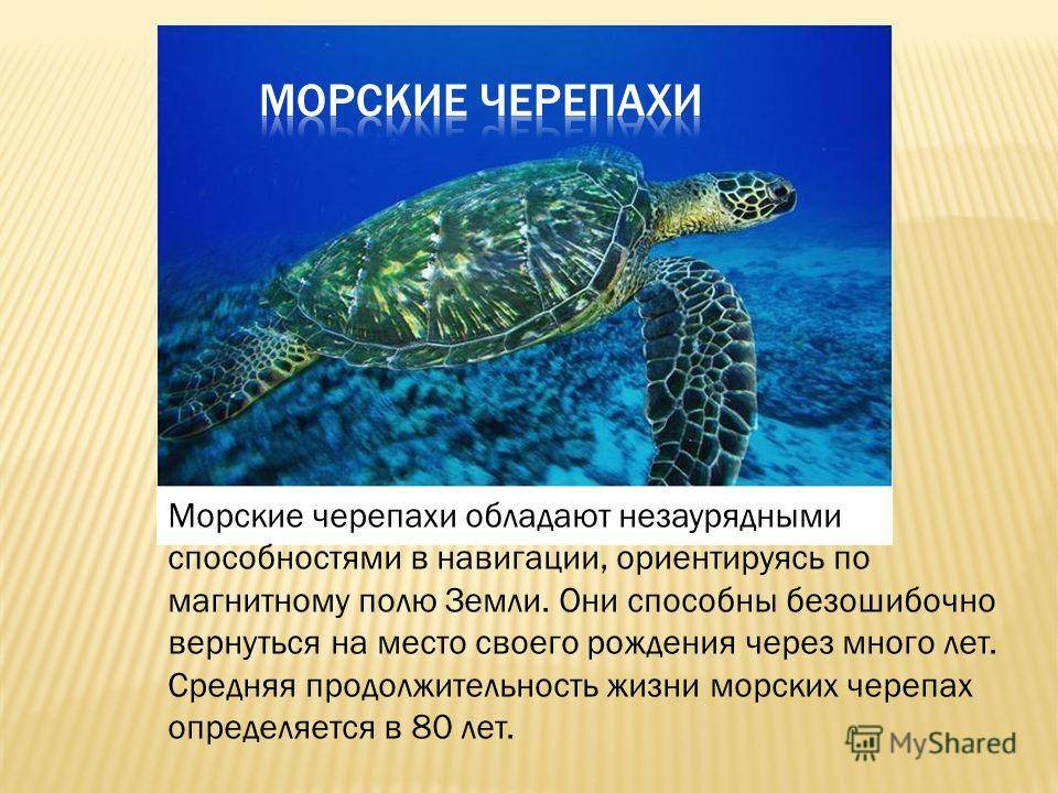 Сколько лет живут черепахи в домашних условиях: морские, красноухие