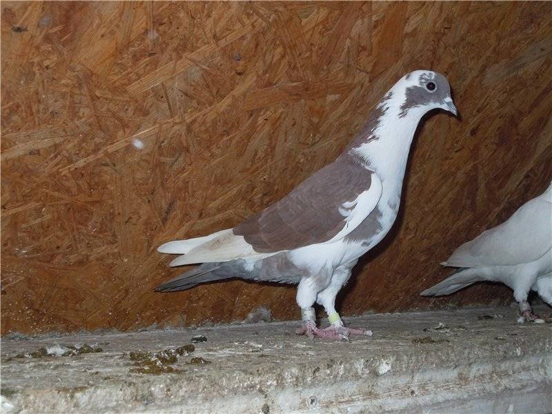 Бакинские бойные голуби – замечательная летная порода