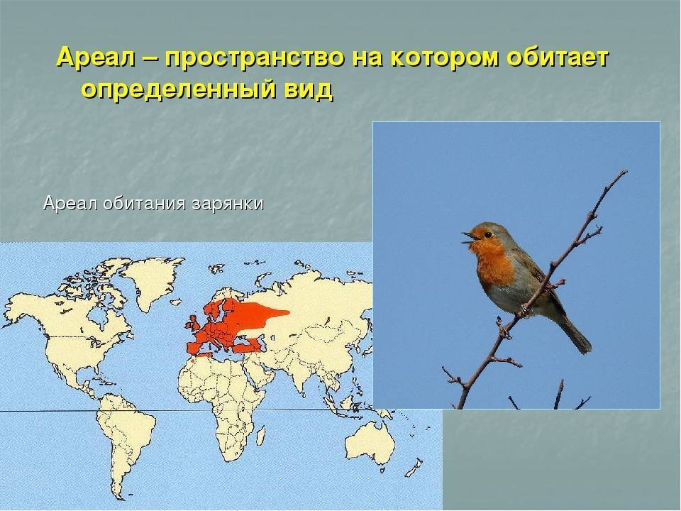 Обыкновенный соловей. птица соловей: образ жизни, где зимует, размножение и питание