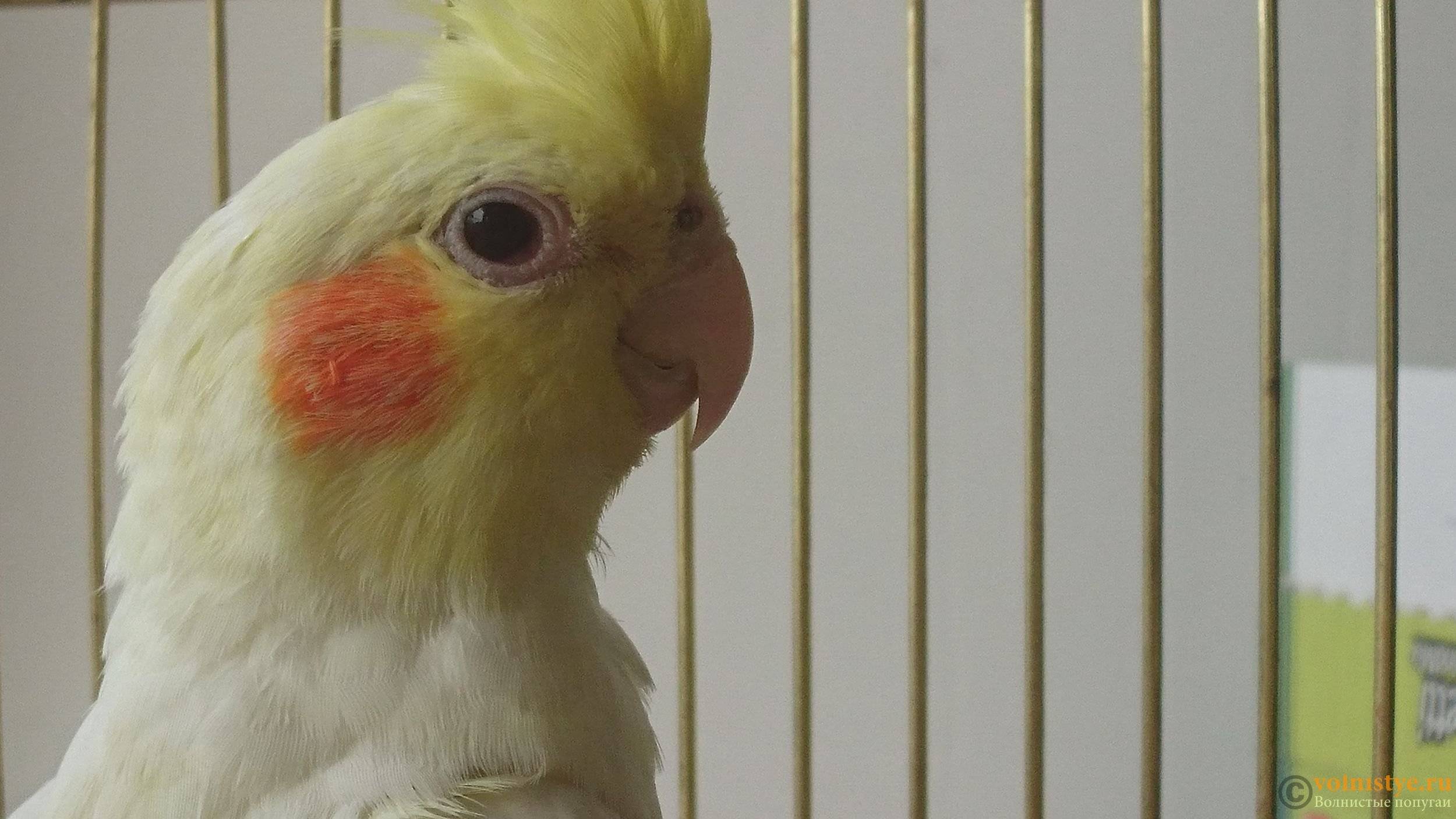 Болезни попугаев корелла: симптомы и их лечение