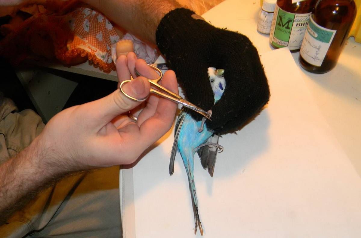 Как подстричь когти попугаю: пренадлежности и процесс подстригания