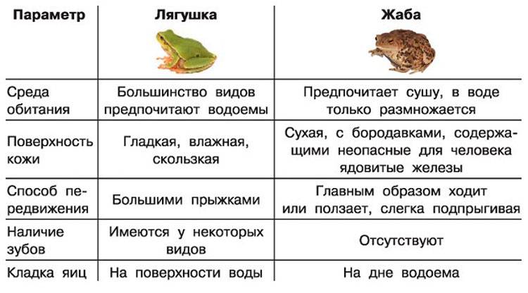 Сравнение лягушки и жабы. сходство и различие. разница между лягушкой и жабой