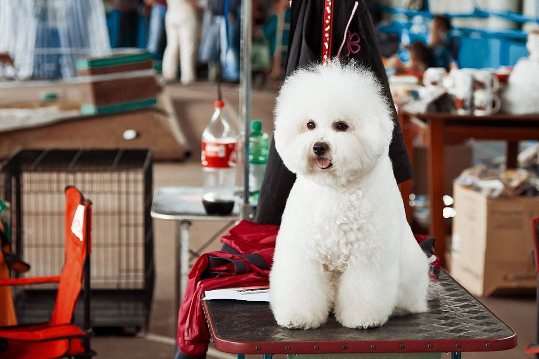 ᐉ как подготовить вашу собаку к выставке - ➡ motildazoo.ru