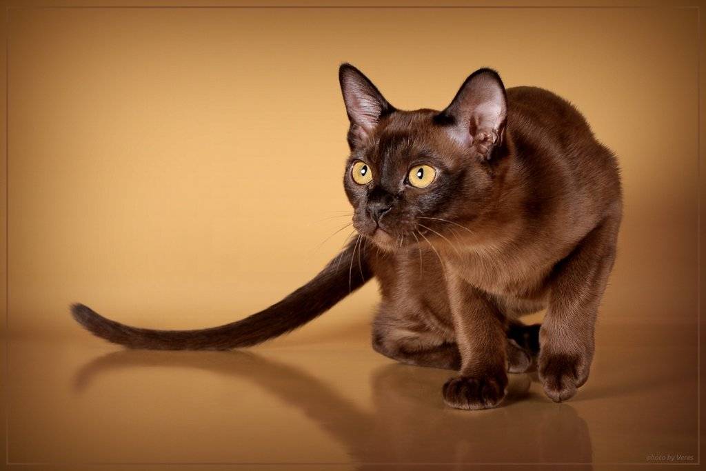 Бурманская порода кошек: описание-40 фото всех окрасов-котята
