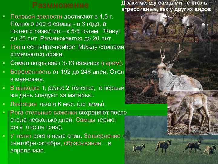 Северный олень: описание, поведение, питание, размножение