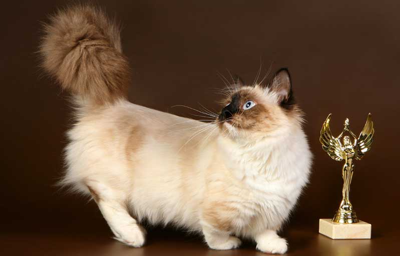 Манчкин – порода кошек, фото, описание, характер, уход питание и здоровье