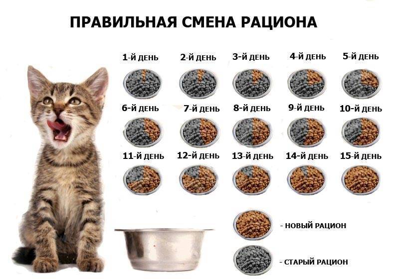 Корм для кормящих кошек: сухие и влажные корма, рекомендации