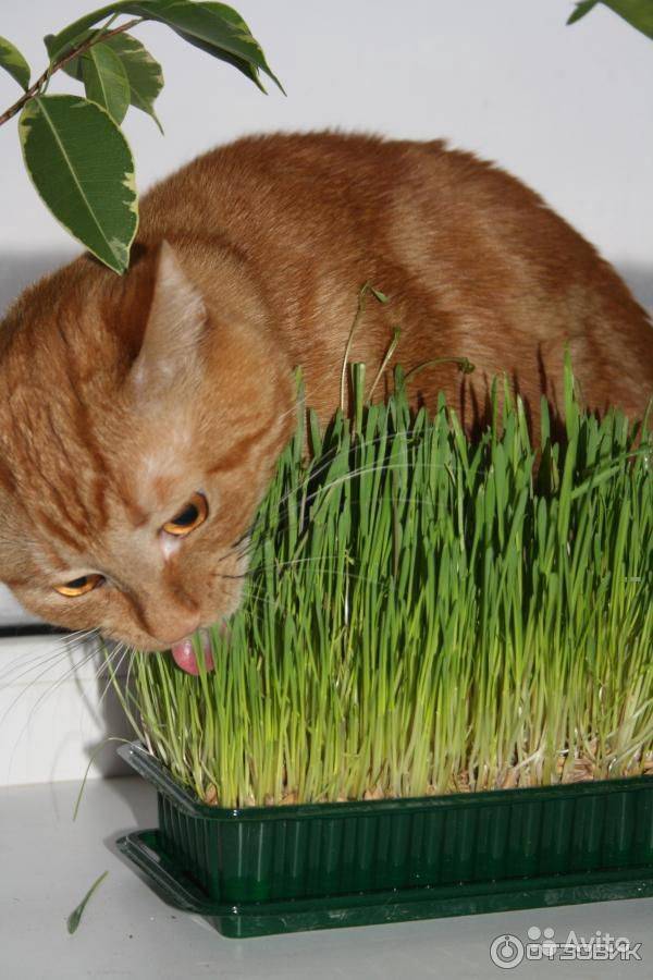 Как посадить траву для кошек? 2 способа выращивания в домашних условиях