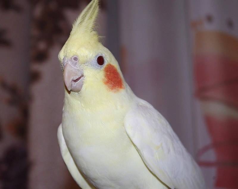 Как научить разговаривать попугая кореллу: особенности обучения