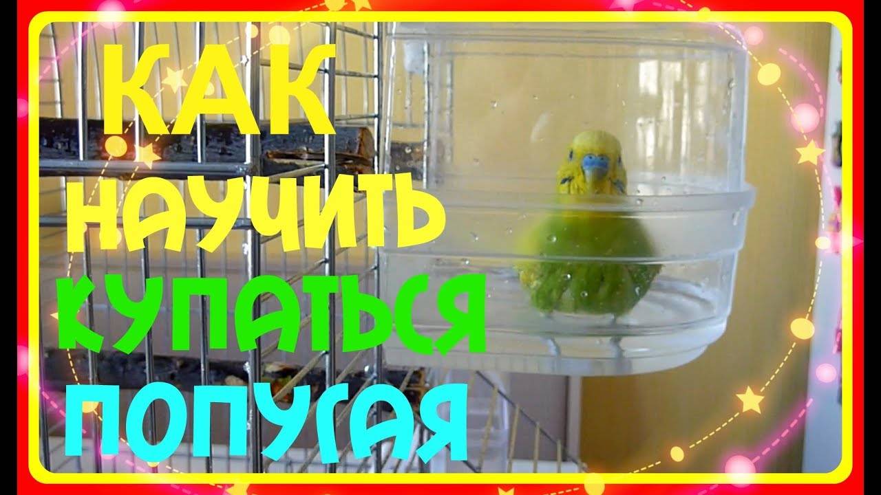 Купальня для волнистых попугаев: где и как купать попугайчика
