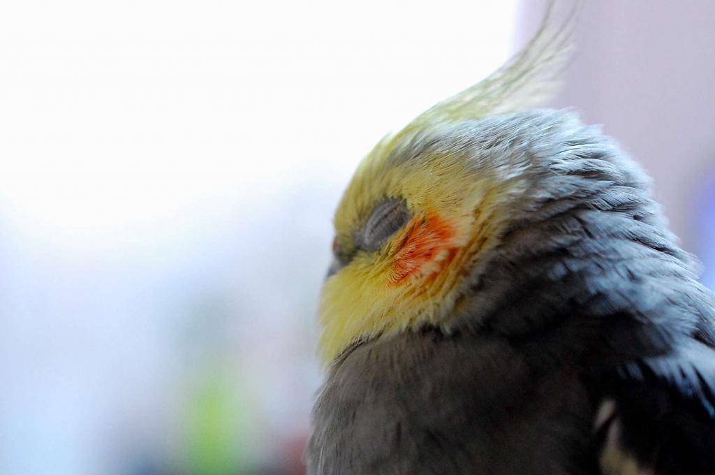 Болезни попугаев породы корелла: симптомы, диагностика и лечение недуга