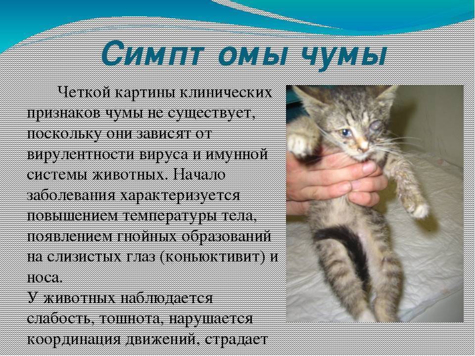 Симптомы и лечение чумки у кошек