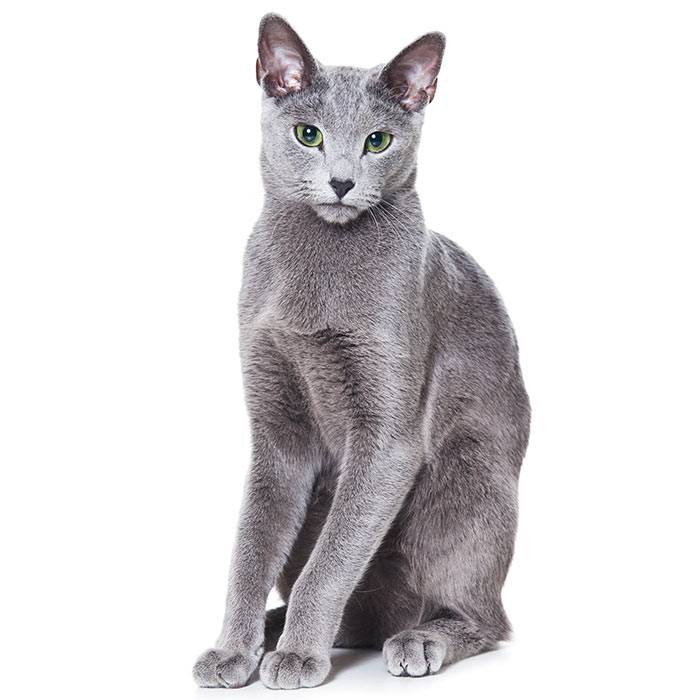 Русская голубая кошка: описание породы, характер, фото, котята