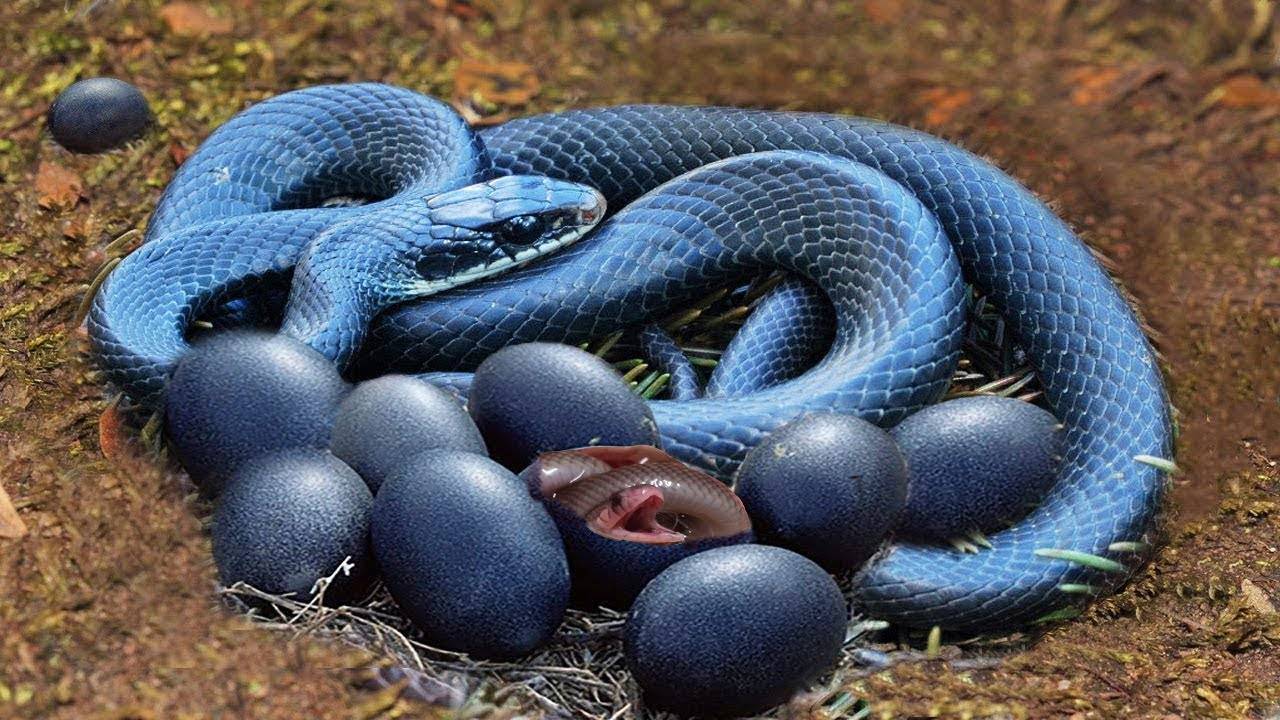 Черная мамба (фото): самая страшная и ядовитая змея - kot-pes