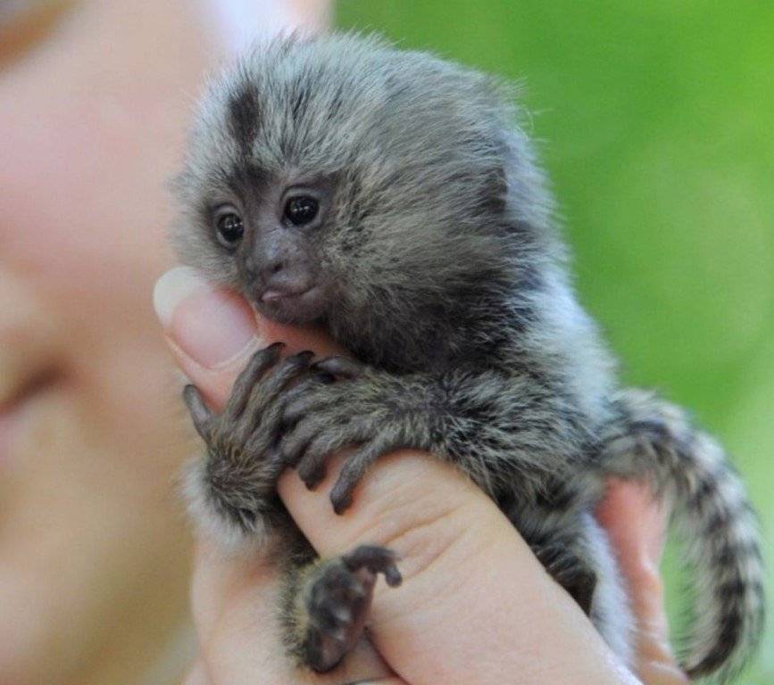Самые маленькие среди обезьянок в мире - zefirka