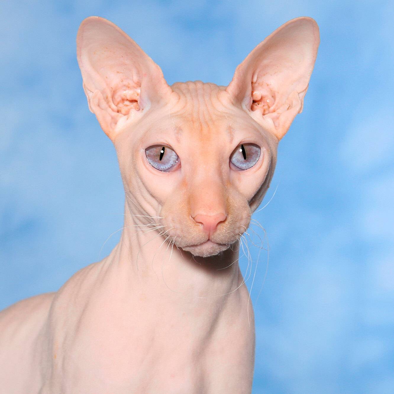 Петерболд(петербургский сфинкс): описание породы и фото | кот и кошка