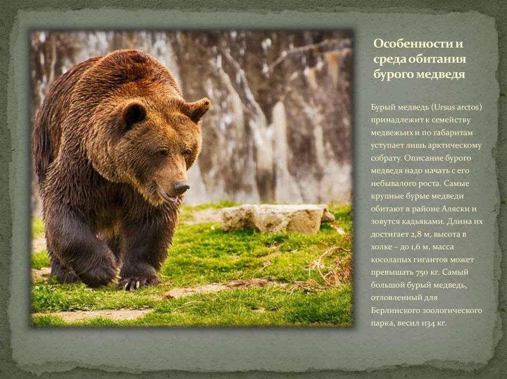 Медведь - где живет, чем питается, виды, сколько живет, фото