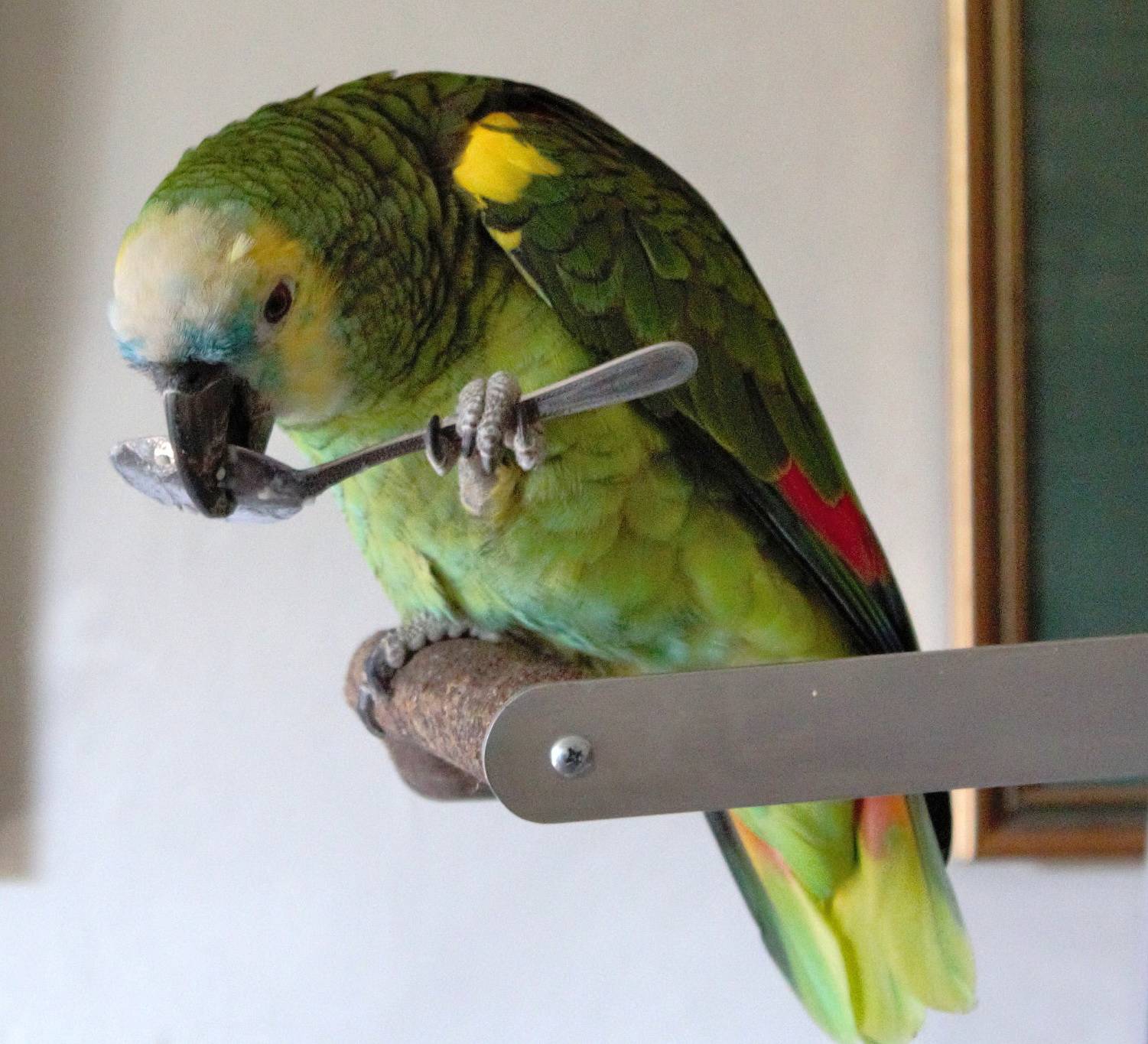 Певчий попугай: описание, фото, уход, содержание и разведение в домашних условиях