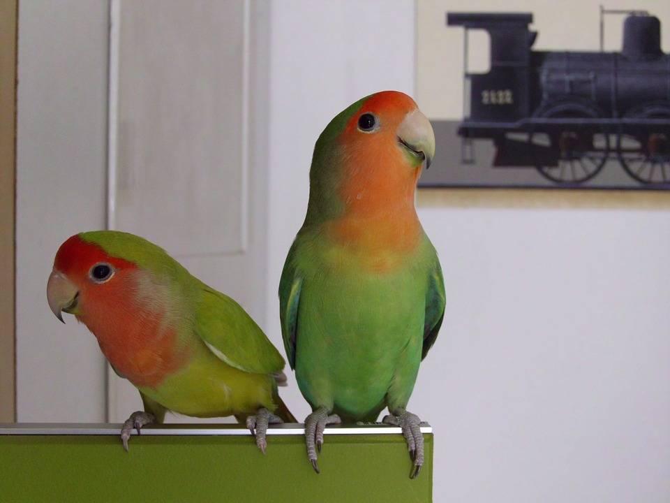 Сколько живут неразлучники в домашних условиях, как научить попугая говорить?