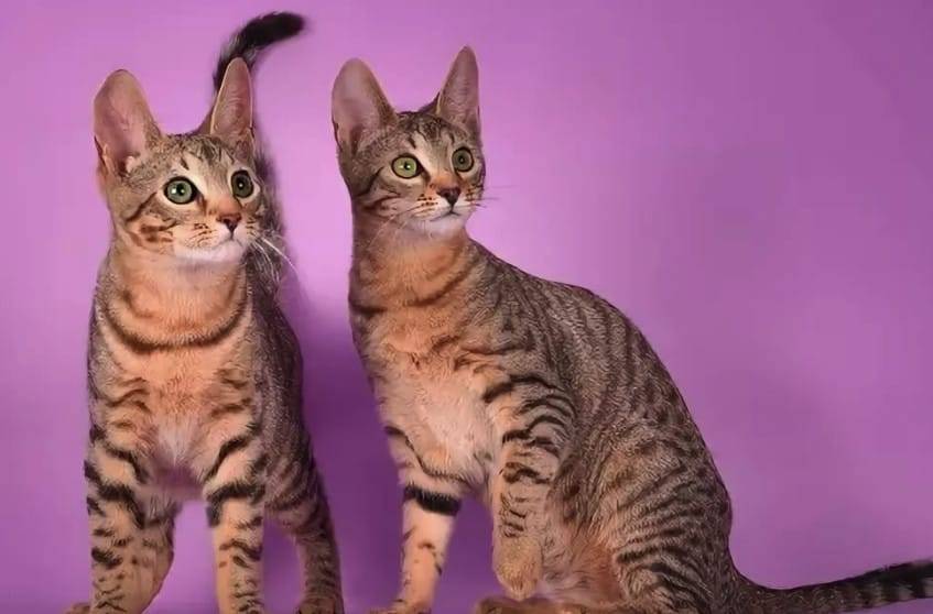 Серенгети: порода кошек с необычной внешностью, фото и описание экстерьера и характера