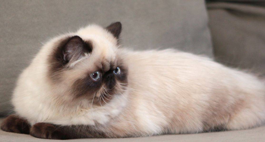 Гималайская кошка характеристика породы, фото, характер, правила ухода и содержания - petstory