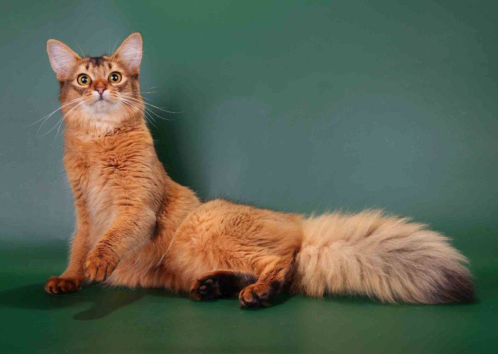 Сомалийская кошка: характеристики и особенности породы - мир кошек